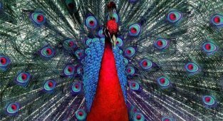 Красота спасет мир или самые красивые птицы мира (17 фото)