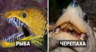 18 животных,  получивших от природы неповторимые улыбки, от вида которых  слегка становится не по себе (18 фото)