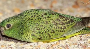 Земляной попугай: Отказался от полёта, а вокруг ядовитые хищники. Зато он научился бегать как псих (8 фото)