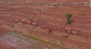 Новые звезды интернета. Зачем стадо слонов из Китая уже больше года идёт на север? (5 фото)