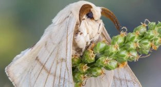 Тутовий шовкопряд: життєвий цикл та отримання шовку (9 фото)