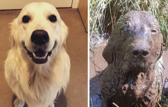 До и после прогулки: смешные фото собак-грязнуль (17 фото)