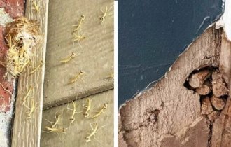 Unexpected finds in residential buildings (20 photos)