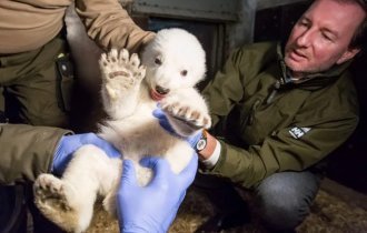 Зверьё фото (29 фото)