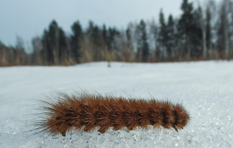 Что за странные гусеницы вылазят зимой из под снега? (6 фото)