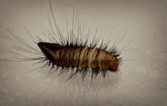 What caterpillars can you find at home? (6 photos)