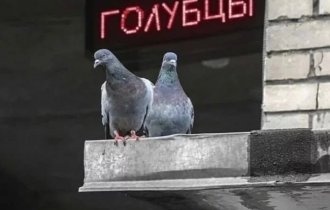 С нашей реальностью точно что-то не то (31 фото)