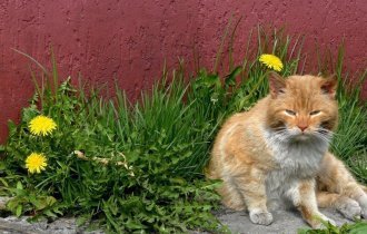Милые уличные котейки со всего мира (50 фото)