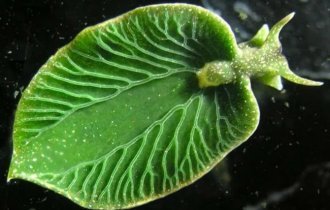 Элизия: животное, которое превращается в овощ (9 фото)