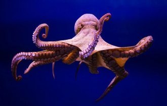 Удивительные факты об осьминогах, которые вы, возможно, не знали (17 фото)
