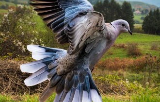 Большая горлица: Альтернативные голуби. Именно они были первыми почтальонами, а сейчас их встретить лишь в диких местах (9 фото)