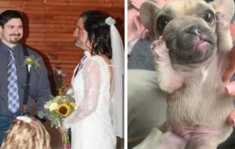 35 обманчивых фото, к которым придется присмотреться (36 фото)