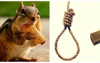 Единственный в своём роде милый полосатик с суицидальными наклонностями (5 фото)