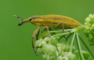 Frachnik: an insect that massively destroys hogweed (8 photos)