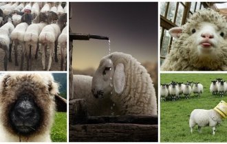 35 словечек о простых овечках: фото из жизни и бытия (35 фото + 1 видео)