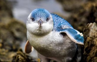 Голубой  пингвин: Милые трудоголики. Уходят в море на рассвете  и возвращаются ночью, и так всю жизнь (9 фото)