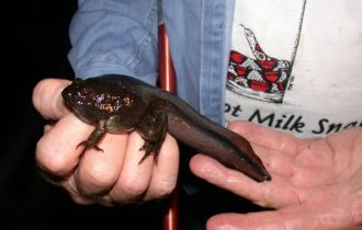 Лягушки, чьи головастики вдвое больше взрослых особей (7 фото)