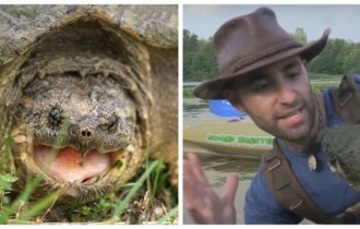 The snapping turtle is a cutie that can go without bothering to breathe for six months (5 photos + 1 video)