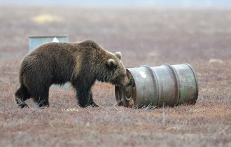 Ведмеді, які підсідають на запах бензину (5 фото)