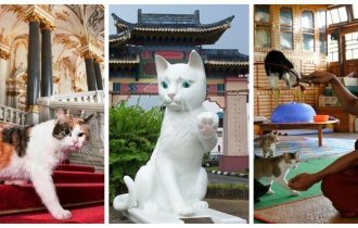 7 удивительных мест, которые определённо понравятся любителям котиков (10 фото)