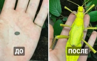 15 comparisons demonstrating the incredible transformations of various insect eggs into adults (16 photos)