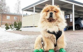 18 фотографий собак породы чау-чау, которых хочется затискать здесь и сейчас (18 фото)