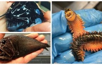 Рыбак показывает монстров из глубин (31 фото)