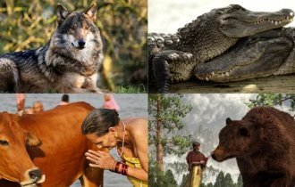Священная корова: каких животных почитают в разных уголках мира (23 фото)