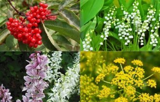 Ядовитая красота: растения, которые лучше лишний раз не трогать (10 фото)
