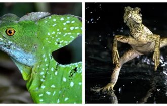 Running on water: an amazing creature of God racing along the surface of reservoirs (8 photos + 1 video)