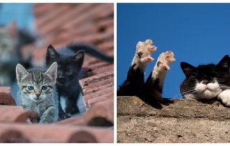 Cats on the roof (21 photos)