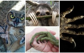 Прототипы Логана: 25 когтей из мира животных, которые вас удивят (28 фото)