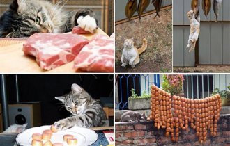 Кошки, которым надоело выпрашивать еду (16 фото)