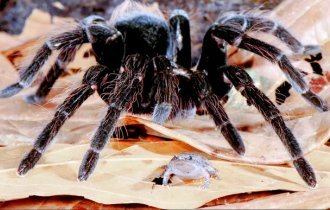 С какой целью пауки-птицееды заводят в своих норах "домашних животных" (4 фото)