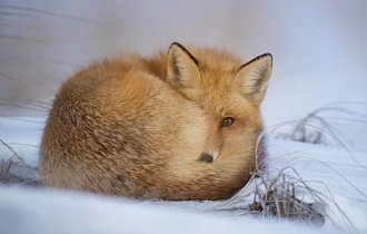 Почему лисице нелегко жить зимой: 10 особенностей рыжей хищницы (11 фото)