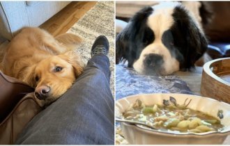 "Хозяин, ну дай": 20+ собак-попрошаек, которые точно выпросят у вас еду (31 фото)