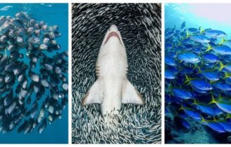 20 косяков, которые введут вас в транс (20 фото)