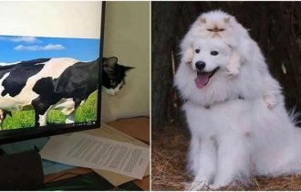 Умора: смешные кадры с животными, которые поднимут настрой (30 фото)