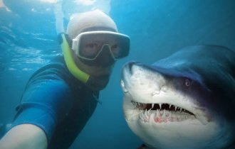 Is it true that a shark can smell blood from a kilometer away? (5 photos)