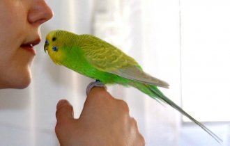 Самый легкий и правильный способ как приручить волнистого попугая к рукам (6 фото + 4 видео)