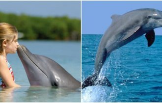 Уникальные факты о дельфинах (11 фото)