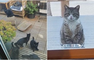 "Это не мой кот!": 20+ котеек, которые неожиданно заявились к людям (25 фото)