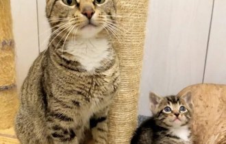 Кошачий фотопозитив (18 фото)