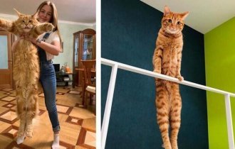 30 фотографий ну очень длинных кошек (31 фото)