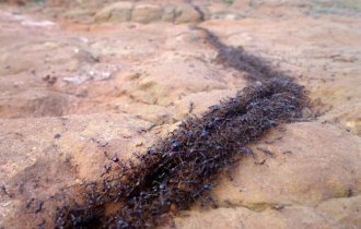 How far can you carry an ant from an anthill? (5 photos)