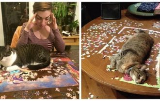 Как кошки помогают людям собирать пазлы (23 фото)
