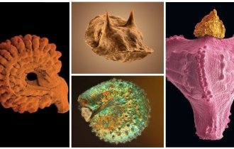 Весь мир в одном семечке: 20 невероятных фото под микроскопом семян растущих рядом (23 фото)