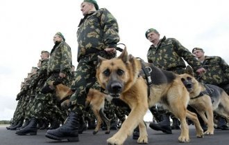 Немецкая овчарка: как за пару десятков лет люди угробили идеальную породу собак (7 фото)