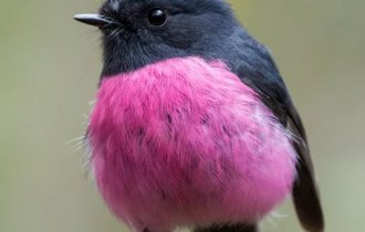 “The world in pink”: a selection of bright and “glamorous” animals (16 photos)