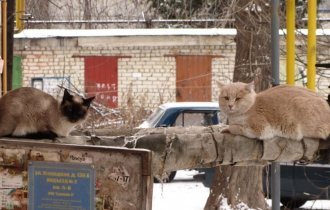 Колоритные уличные коты со всего мира (51 фото)